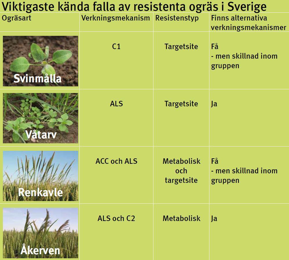 Herbicidresistens i Sverige Bekräftade fall till och me