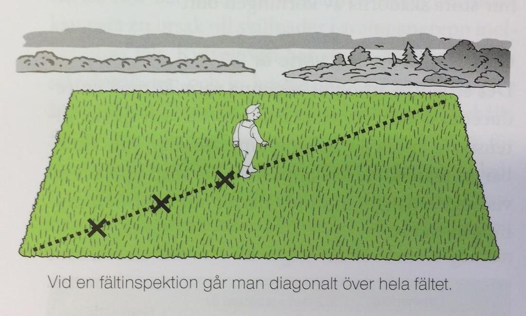 Övervakning, följ utvecklingen av ogräs och skadegörare Kontrollera fälten