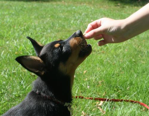 Tydligt och tryggt för hunden när alla i familjen tränar efter samma pedagogik Lätt att träna