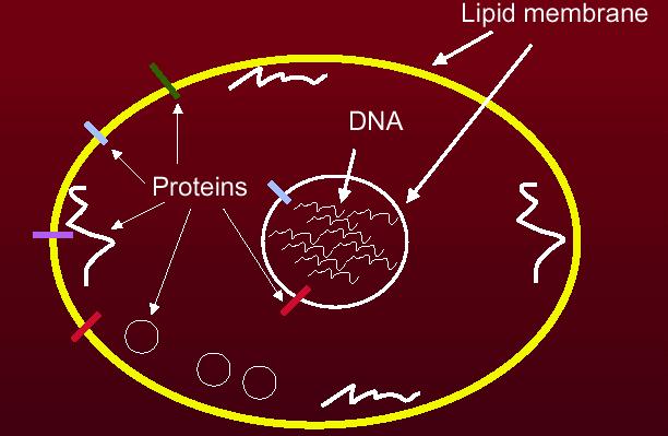 proteins!