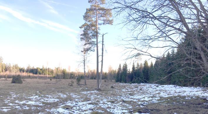 Övriga byggnader Finns även jordkällare samt enklare vedbod. Städning Det lösöre som på tillträdesdagen finns kvar tillfaller köparen.