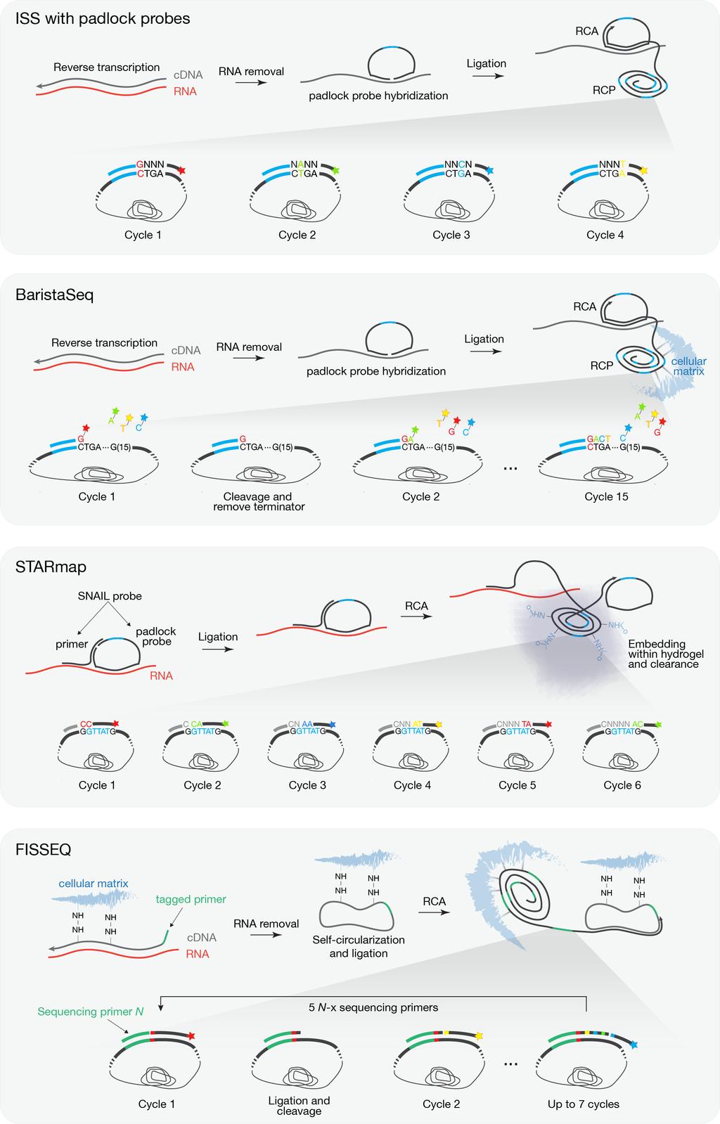 Spatially Resolved