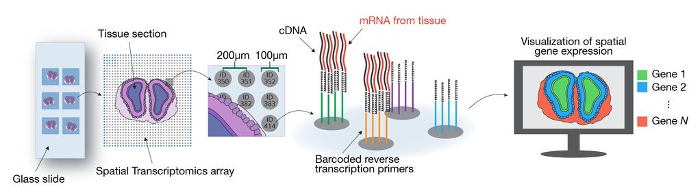 Michaela Asp hand, if the tissue is permeabilized too little, mrnas may not be extracted from the cells at all.