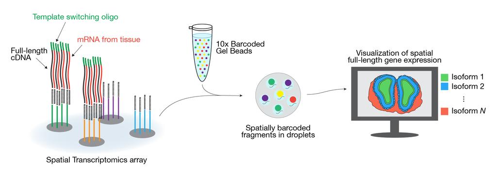 Michaela Asp Figure 7.