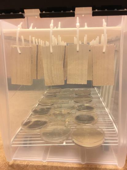 Five petri dishes of each mould fungi species were placed under the hanging samples in each box (Figure 14, left).