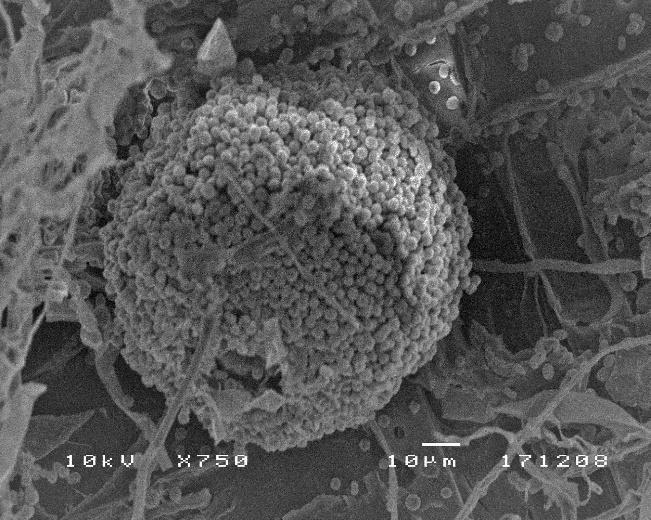 According to the investigation using SEM, Aspergillus niger and Paecilomyces variotti was found on the surface of the selected samples. Figure 20.