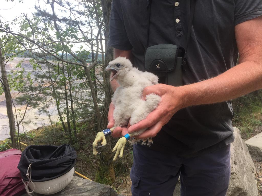 Utförda åtgärder för biologisk mångfald 2018 vid Swerocks anläggning i Kållered Verksamhetsområdet Pilgrimsfalk I år 2018 var det sjätte gången som ett falkpar lyckades med sin häckning vid