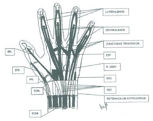 Vårdprogram 5(25) Handens sträcksenor EPL- EPB- APL- ECRL- ECRB- EIP- E.