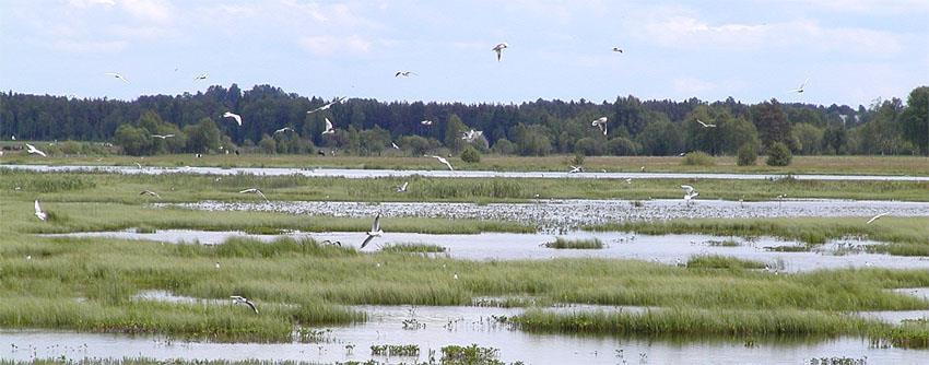 Naturreservatet sjön Draven med kringliggande strandängar En av Smålands viktigaste och mest artrika fågellokaler med två fågeltorn: Pilgrimsfalk, havsörn,