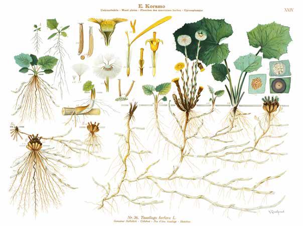 Faktaruta 2. De vanligaste rotogräsen Tussilago Tussilago farfara L. Tussilagons livscykel skiljer sig från de andra perenna ogräsen genom den tidiga blomningen på våren.