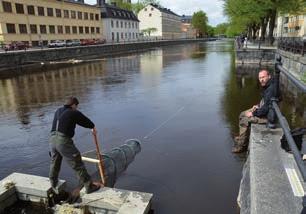 Figur 6. Total fångst (antal individer) vid elprovfiske i omlöpet genom Rosénparken 29 augusti 2013. Tre utfiskningar gjordes. Tabell 4.