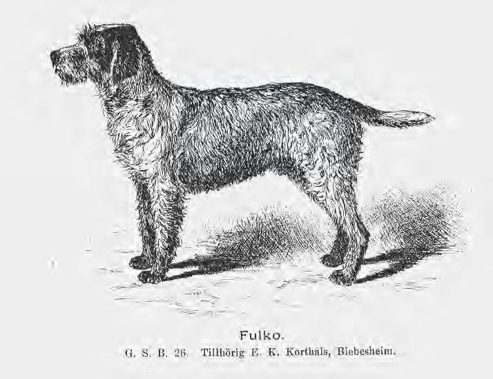 1 HISTORIK: Strävhåriga stående hundar finns beskrivna redan under antiken. I mitten av 1800-talet tog sig yrkesjägaren E K Korthals an att avla fram en enhetlig hund.