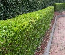 Detta kan framför allt ske i täta stadsmiljöer där utspädningen redan utan vegetation är begränsad
