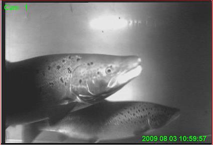 Fiskräkning i Fällforsen Fällforsen med fisktrappan längst till vänster i bild.