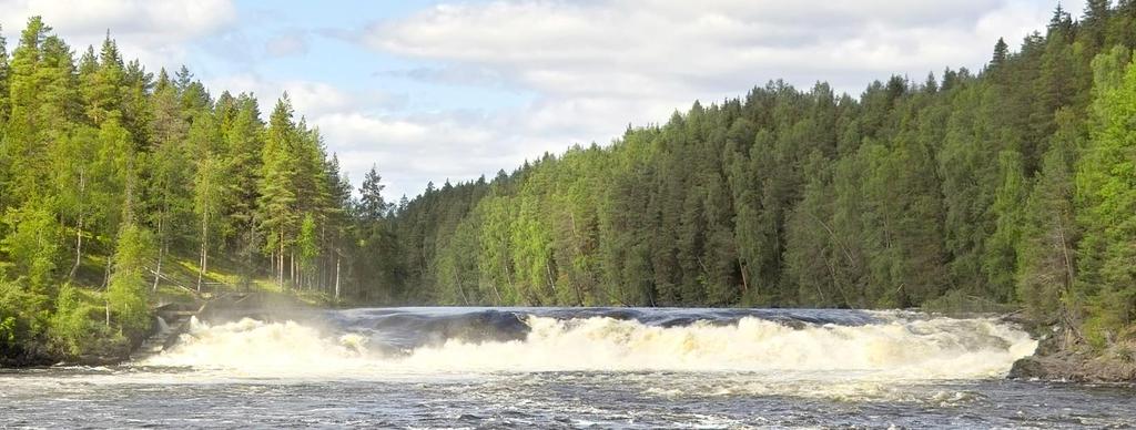 Hur stor andel som vandrar förbi forsen utan att passera fisktrappan vet vi inte i dagsläget.