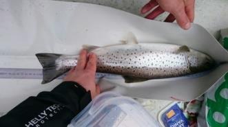 Medverkan i olika evenemang Föreningen har medverkat vid en rad fisketävlingar och andra liknande evenemang under åren.