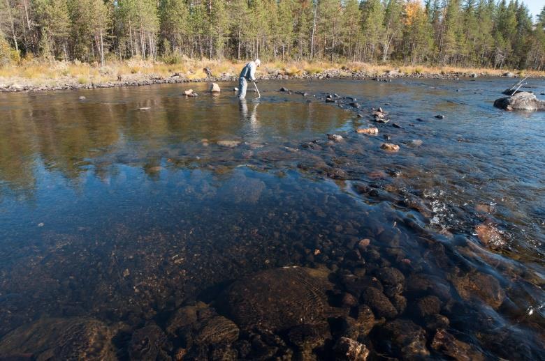 Ett samarbetsprojekt med våra kollegor i Vindelälven inleddes och vi beviljades pengar till det då största projektet i sitt slag i Sverige.