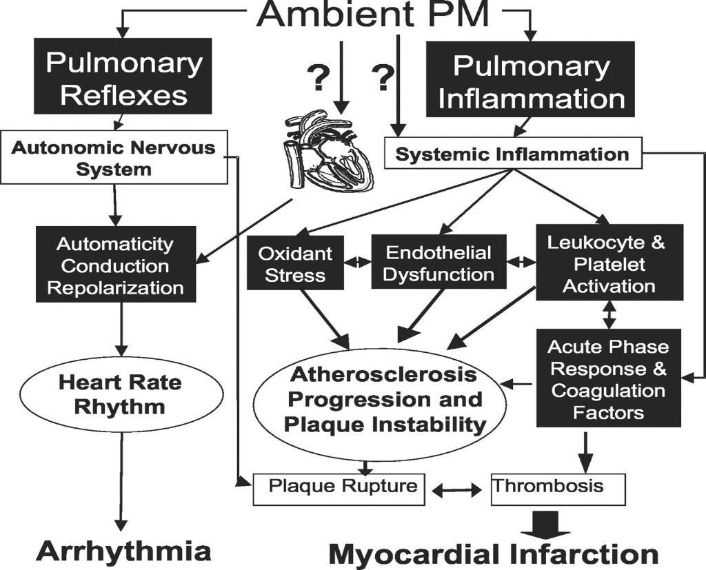 Possible biological mechanisms linking PM with