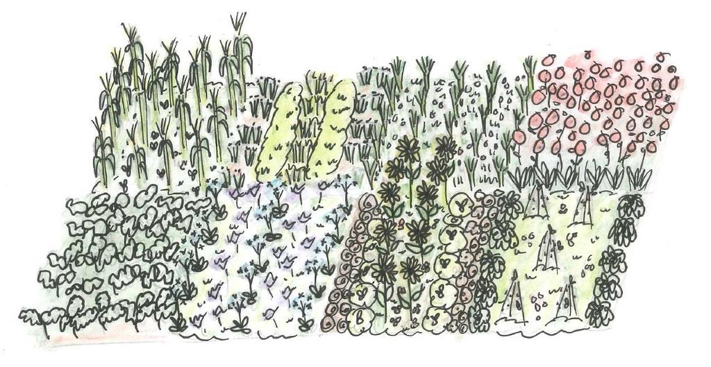 Fakulteten för landskapsarkitektur, trädgårdsoch växtproduktionsvetenskap Blommor och bin - Växtföljder som gynnar pollinatörer i köksträdgården Birds and the