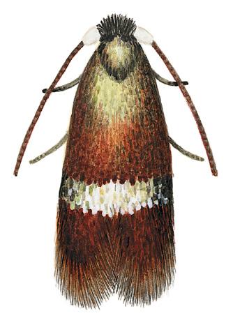nepticulidae 1 4. Vanligen smalare bakkropp med genitalklaffar som ett par skärformiga utskott Nyckel till hanar... tribus Nepticulini s.