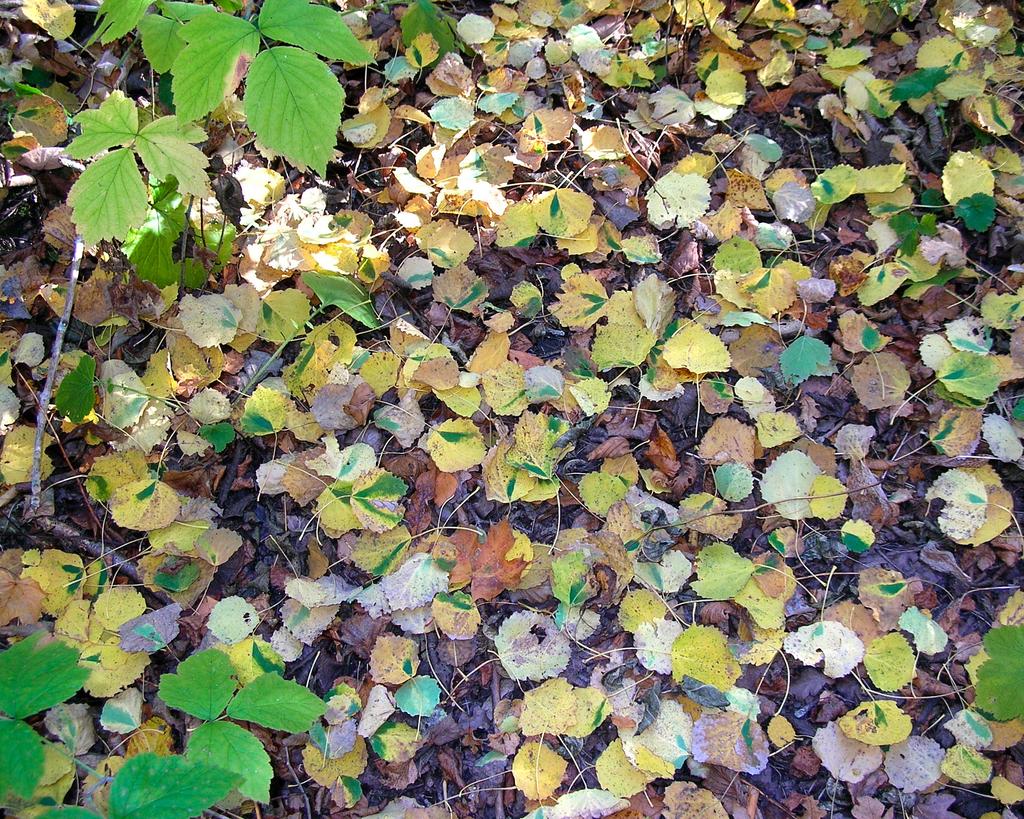 2 nationalnyckeln till sveriges flora och fauna Fläckminor på aspblad gjorda av aspgallsdvärgmalens larv Ectoedemia argyropeza är lätta att känna igen bland nedfallna blad om hösten eftersom larven