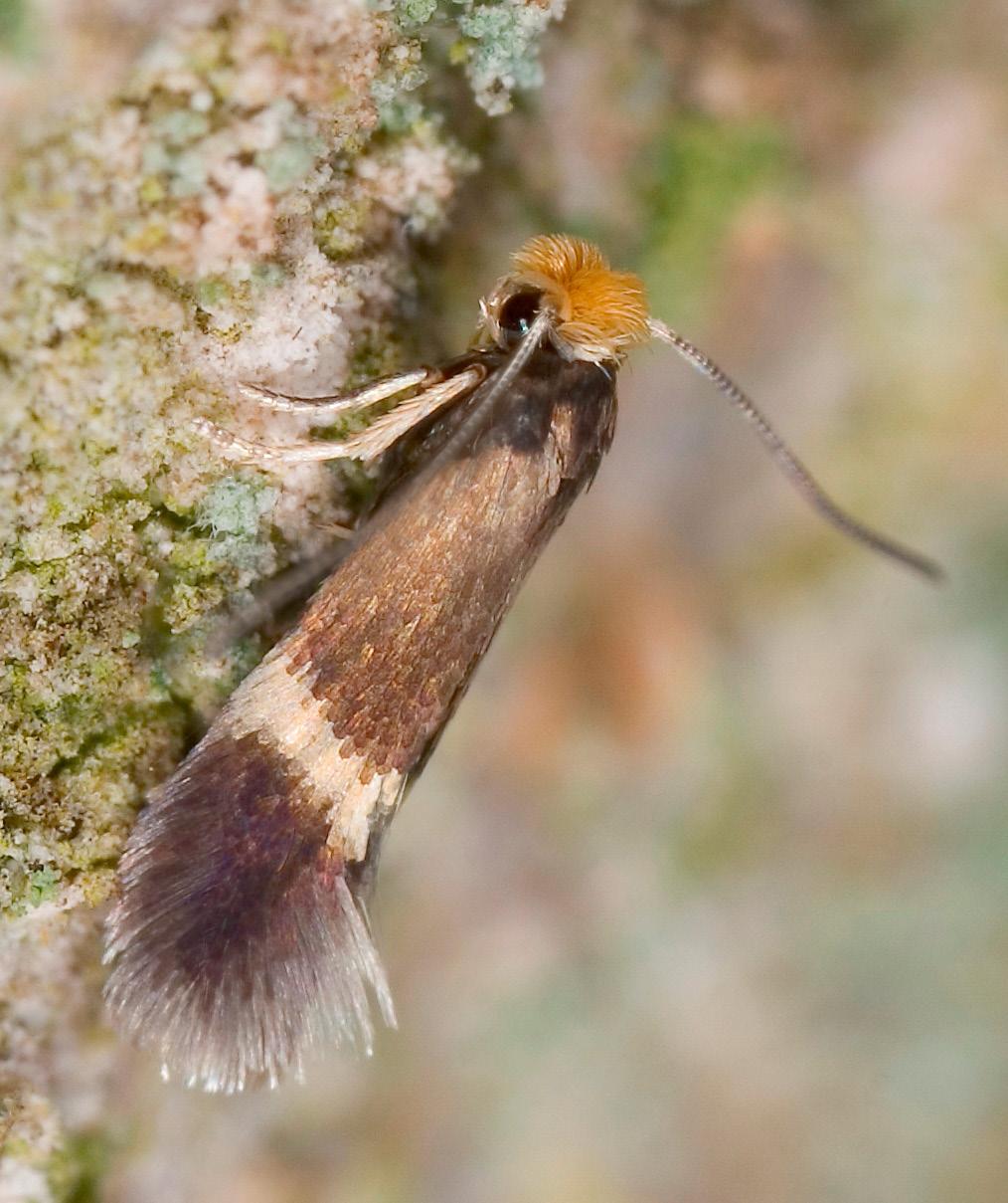 nepticulidae 3 som har en tvåårig livsscykel i Norden lever på vintergröna växter eller i trädets bark. Till denna grupp hör de Ectoedemia-arter som lever i bark på ek Quercus spp.