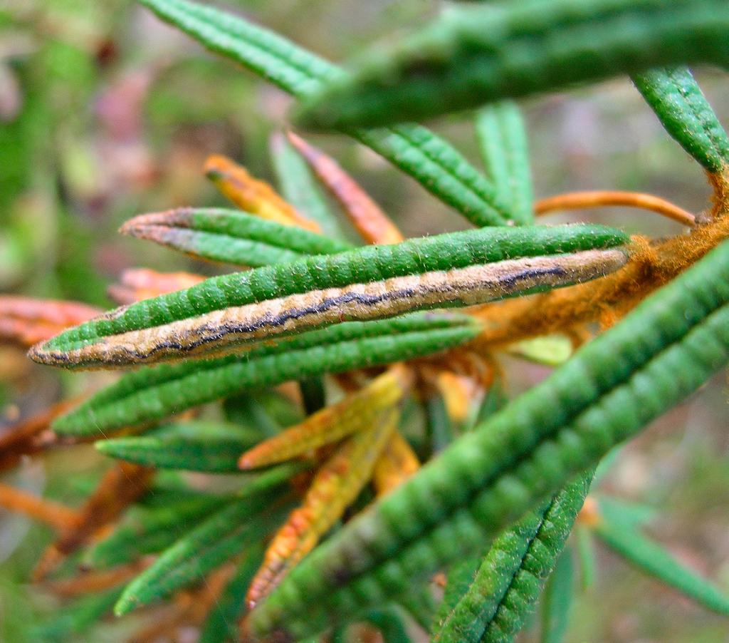 och troligtvis lingondvärgmal Ectoedemia weaveri Hos de flesta arter inom släktet Stigmella bestäms antalet generationer av klimatet, och de kan därför under varma somrar hinna med flera generationer.