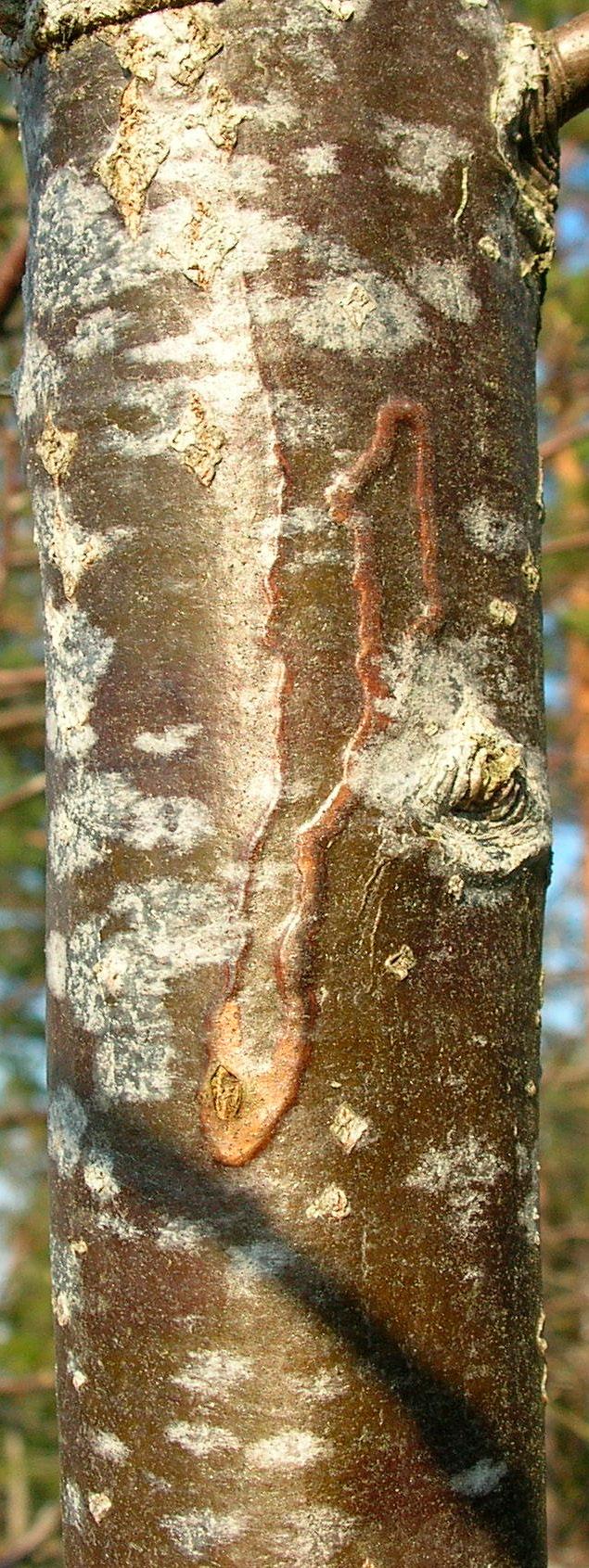 4 nationalnyckeln till sveriges flora och fauna Formen på bladminan och hur larvens exkrementer ligger är ofta arttypiska karaktärer hos dvärgmalslarver.