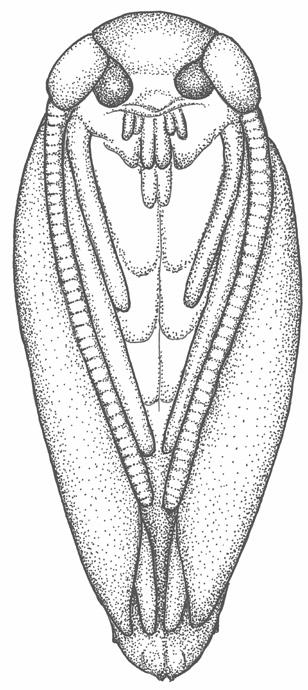 nepticulidae Ägget är litet (ca 0,1 mm i diameter), täckt av ett ogenomskinligt, sköldlusliknande, mer eller mindre kupigt hölje (ca 0,3 mm i diameter) och ytterst av en glasklar folie.