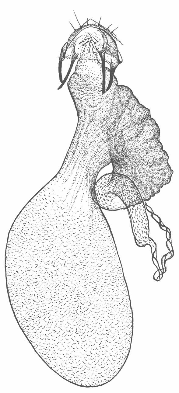 nepticulidae 7 uncus genitalklaff gnathos vestibulum bakre apofys främre apofys bihang transtilla vinculum ductus spermathecae cornuti corpus bursae cathrema aedeagus Hanens könsorgan är relativt