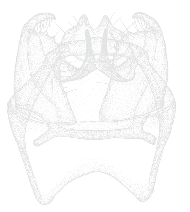 Antingen är dessa som här på bilden utdragna i två utskott (tribus Nepticulini) eller utdragna i endast ett, mer eller mindre tydligt, utskott (tribus Trifurculini).