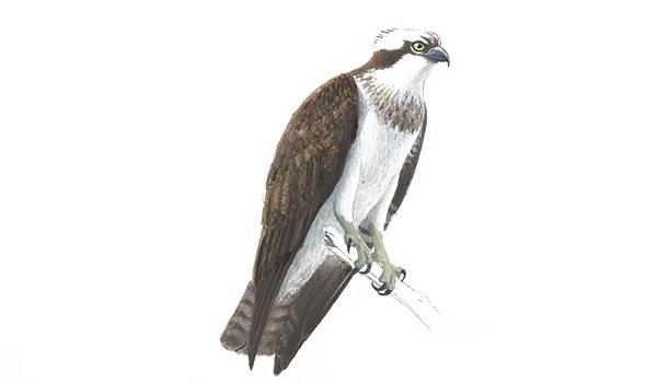 Utbredningsområde: Häckar över hela landet. Tornfalk, hane och hona Rovfåglar - fiskgjuse Fiskgjuse Pandion haliaetus 52-60 cm, 1,2-2,1 kg.