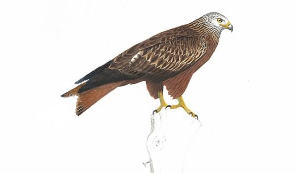 Rovfåglar - glador Röd glada Milvus milvus 60-72 cm, 0,8-1,3 kg. En stor, ganska lätt byggd rovfågel med lång, tydligt kluven stjärt. Dräkten är rödbrun med gråa och svarta stråk.