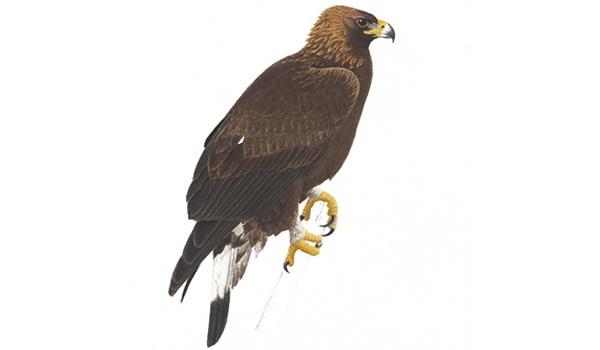 Kungsörn Aquila chrysaetos 80-95 cm, 3-6,5 kg Kroppen är mörkbrun med gyllenbrun hjässa och nacke. Vingarna är mörkbruna eller svartbruna.