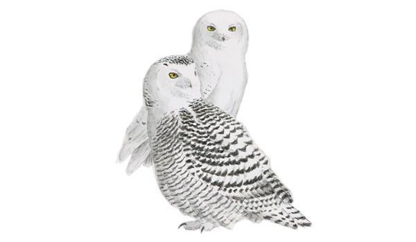 Berguv Bubo bubo 60-75 cm, 1,5-4 kg Mycket stor uggla med markerade örontofsar. Dräkten är gulbrun och brungrå, fint mörkstrimmig. Ovansidan och bröstet är kraftigt svartfläckade.