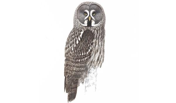 Lappuggla Strix nebulosa 60-70 cm, 0,7-1,6 kg Stor fågel som är fint vattrad i ljusare och mörkare grått, undertill med mörka fläckar.