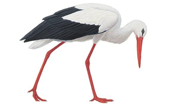Mellanspett Dendrocopos medius 19-22 cm, 50-85 g Ovansidan är svart med röd hjässa och med ett par stora vita skulderfläckar. Vingarna är vitbandade.