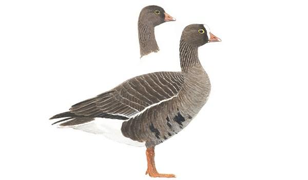 Fjällgås Anser erythropus 53-66 cm 1,4-2,2 kg. En liten gås med en vit bläs i pannan och karaktäristiska klargula ringar runt ögonen. På undersidan kraftigt mörkstrimmad över buken.