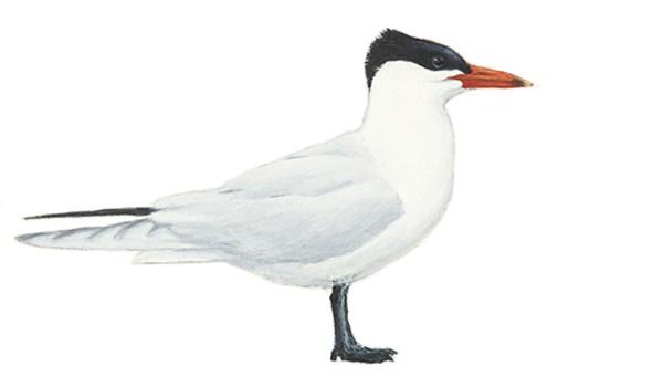 Blåkråka Coracias garrulus 29-32 cm, ca 150 g. Knappt så stor som en kaja i storleken. Den har en kraftig näbb och övervägande grönblå dräkt med ljust rödbrun rygg och nästan svarta vingpennor.