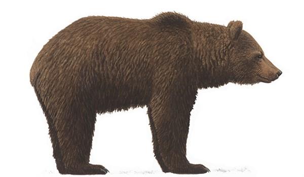 Rovdjur Björn Ursus arctos 150-250 cm, 100-300 kg. Pälsen kan variera från brungrå till gulbrun eller svartbrun.