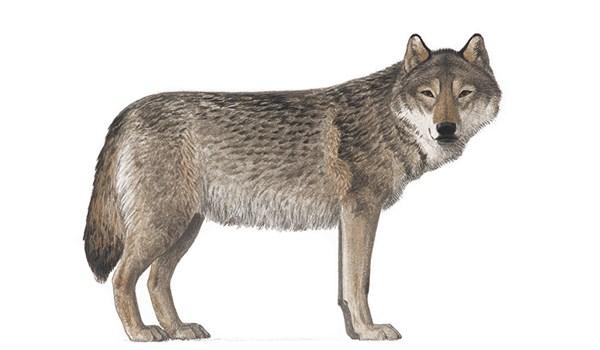 Varg Canis lupus 130-180 cm, 30-60 kg. Gulgrå päls med mörka hårstrimmor och ljus buk. Svansen är medellång och yvig.