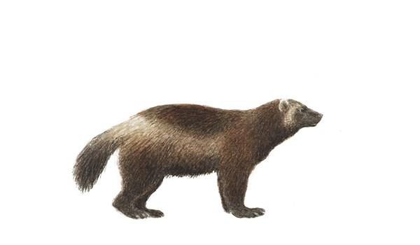 Järv Gulo gulo 80-110 cm, 10-20 kg. Pälsen är kraftigt och svartbrun med ljusare fält runt ansiktet samt bakåt sidorna och över svansroten.