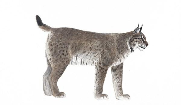 Utbredningsområde: Förekommer i fjällen och fjällnära områden samt på flera platser i Norrlands inland. Lo Lynx lynx 90-150 cm, 10-28 kg.