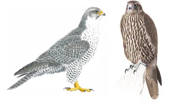 Aftonfalk Falco vespertinus 28-34 cm, 130-200 g. Hanen är på ovansidan gråsvart med mörkgrå vingspetsar. Undersidan är mörkgrå med roströda byxor samt med röda ben och ljusa klor.