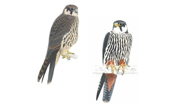 Lärkfalk Falco subbuteo 30-35 cm, 150-300 g. Ovansidan är hos den vuxna fågeln gråsvart. Hos ungfågeln är dräkten något mer brungrå och fjäderkanterna är ljusa.