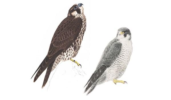Utbredningsområde: Häckar i södra Sverige och utmed Norrlandskusten. Lärkfalk, ung och gammal Pilgrimsfalk Falco peregrinus 40-50 cm, 0,5-1,3 kg. Ovansidan hos de gamla fåglarna är gråsvart.