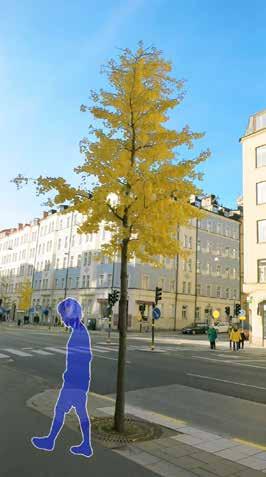 Trädens karaktär (och skugga) skiljer sig åt beroende på art,