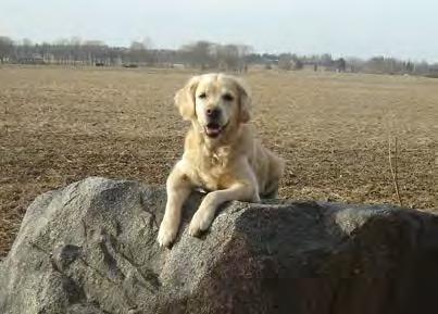 JAKT Arbetet med att profilera golden retriever som apportör och jakthund kommer att fortsätta. Vi kommer att informera och framhålla rasens jaktliga funktion genom klubbens olika informationskanaler.