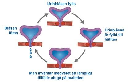 Blåsträning = beteendeträning EJ sjukgymnast! OBS! Enligt läkarordination EFTER gyn-undersökning! Uteslut UVI, blåstömningssvårigheter, framfall, malignitet!