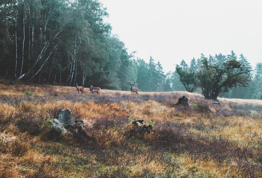 Jämtland Genom avskjutningsstatistiken kan vi påvisa viltstammarnas variationer och därigenom försvara fortsatt jakt på så många viltarter som möjligt.